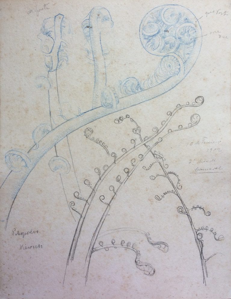 BROTO DE SAMAMBAIA - ESTUDO - LÁPIS E BICO DE PENA S/ PAPEL - 27 x 21 cm - c.1896 - COLEÇÃO PARTICULAR