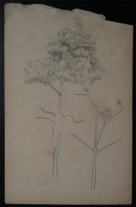 ARBUSTOS - CRAYON S/ PAPEL - 16,0 x 10,5 cm - c.1902 - DESMEMBRADO DE UM CADERNO DE ANOTAÇÕES - COLEÇÃO PARTICULAR