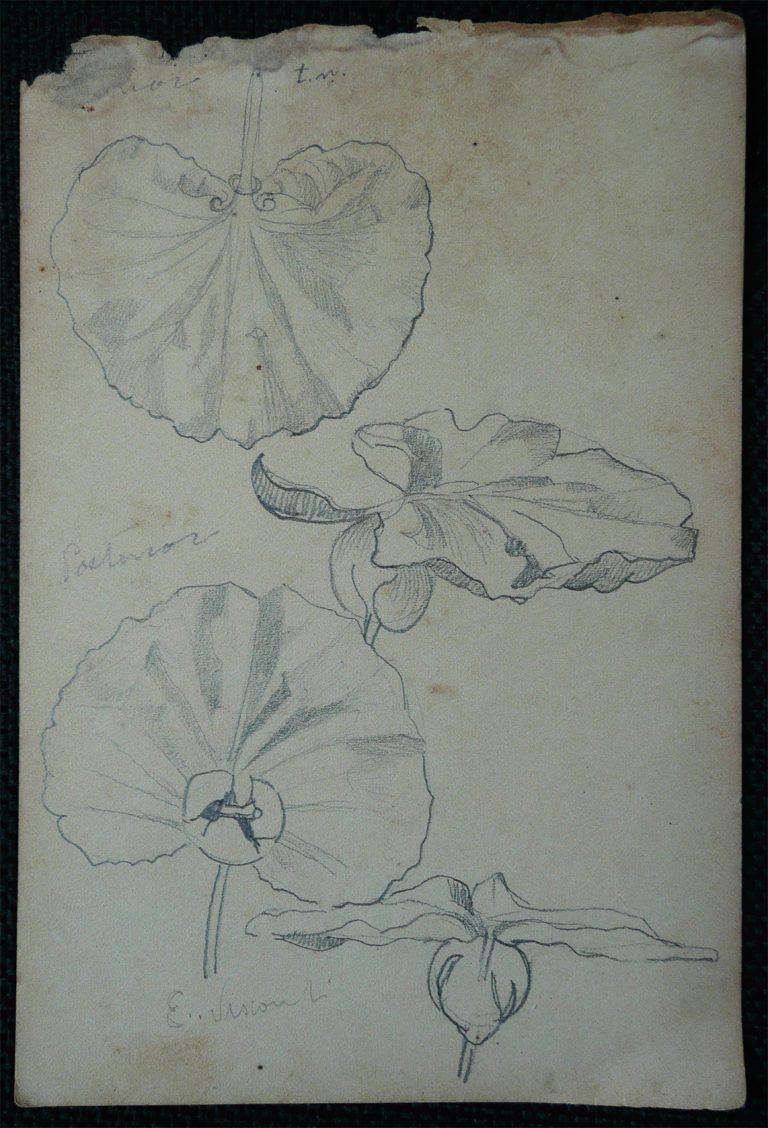 FOLHAS - CRAYON S/ PAPEL - 16,0 x 10,5 cm - c.1902 - DESMEMBRADO DE UM CADERNO DE ANOTAÇÕES - COLEÇÃO PARTICULAR