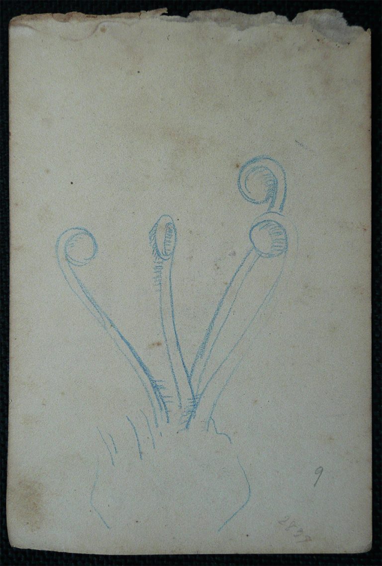 PISTILOS - LÁPIS DE COR S/ PAPEL - 16,0 x 10,5 cm - c.1902 - DESMEMBRADO DE UM CADERNO DE NOTAS - COLEÇÃO PARTICULAR