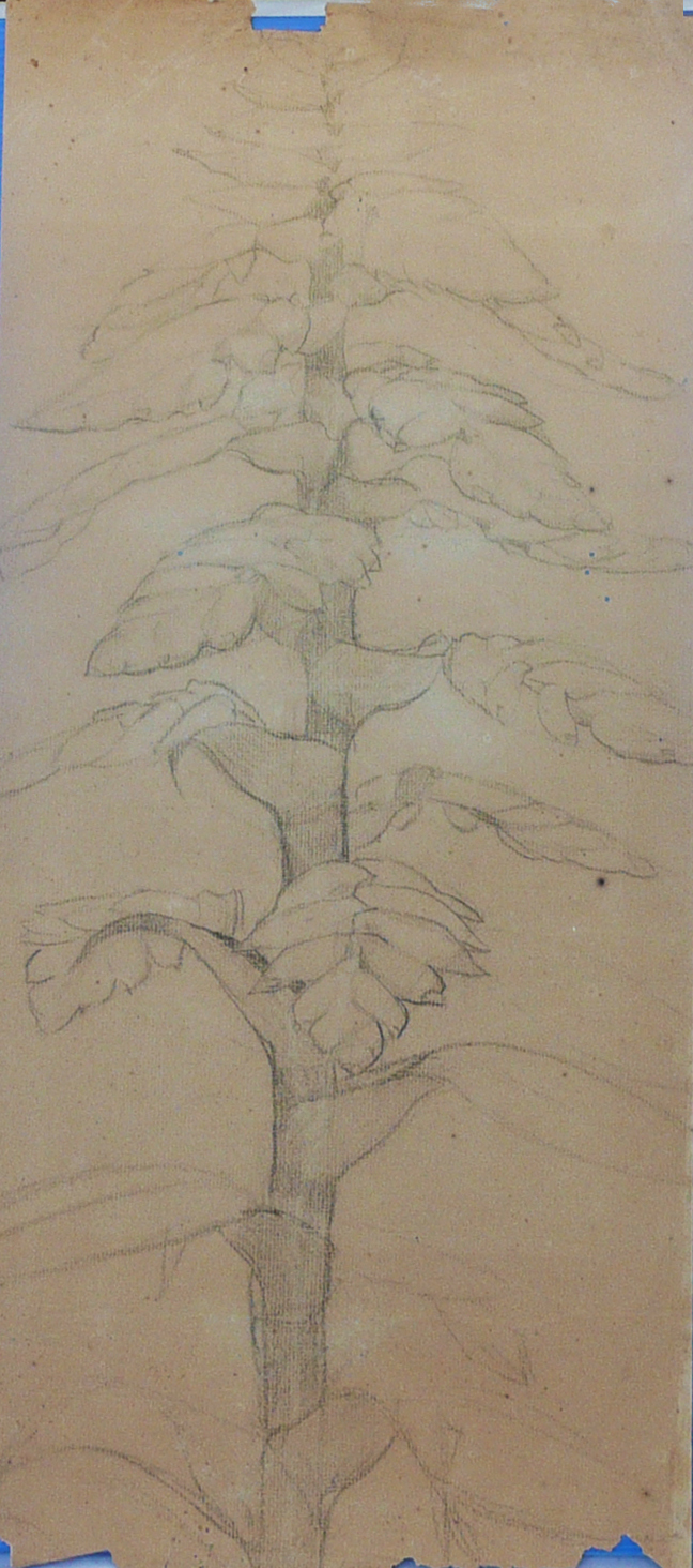 VEGETAL - VERSO DA OBRA D969 - CRAYON SOBRE PAPEL - 52 x 23 cm - c.1896 - COLEÇÃO PARTICULAR