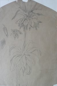 COROA IMPERIAL - CRAYON SOBRE PAPEL - 56 x 37 cm - 1896 - COLEÇÃO PARTICULAR