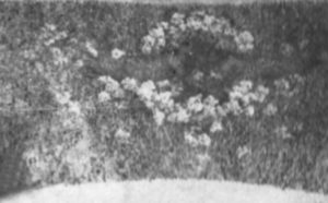 DECORAÇÃO DAS ARCADAS DA SALA DE ESPETÁCULOS DO THEATRO MUNICIPAL DO RIO DE JANEIRO - PAINEL 2 - OST - 3,0 x 5,0 m (aprox.) - c.1915 - OBRA DESAPARECIDA