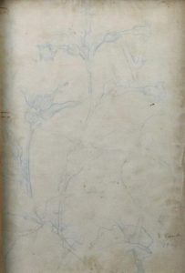 FLORES - ESTUDO - LÁPIS SOBRE PAPEL - 30,0 x 20,0 cm - 1904 - COLEÇÃO PARTICULAR