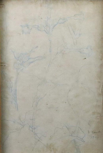 FLORES - ESTUDO - LÁPIS SOBRE PAPEL - 30,0 x 20,0 cm - 1904 - COLEÇÃO PARTICULAR